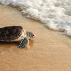 Aumenta 30 % nacimiento de tortugas marinas en sitio de anidación en Ecuador