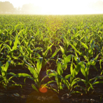 La industria agrícola apunta al trabajo optimizado con granjas conectadas