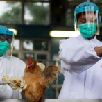 Sacrifican 10 millones de aves en Japón para contener la gripe aviar