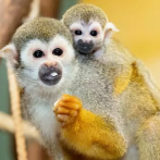 Investigan a un proyecto científico colombiano por experimentos con 127 monos ardilla