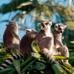 Reemplazar a los mamíferos de Madagascar podría llevar 23 años