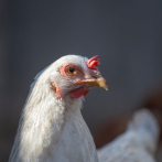 FAO activa protocolos de respuesta ante brotes de influenza aviar en América Latina y el Caribe