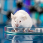 Investigadores afirman haber rejuvenecido y prolongado la vida de ratones ancianos con reprogramación genética