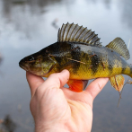 Comer un pescado de río en EEUU equivale a beber agua contaminada durante un mes, según estudio