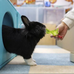 Conejos mascotas de Hong Kong disfrutan de un resort de conejitos mientras los dueños están lejos
