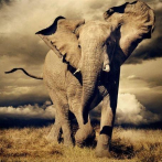Descubren que la extinción de los elefantes podría tener un gran impacto en los niveles de carbono atmosférico