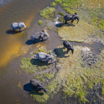 ¿Por qué la extinción de los elefantes aumentaría el carbono atmosférico?