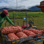 La cebolla se convierte en un producto de lujo en Filipinas