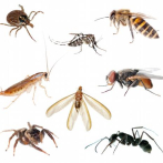 Las áreas protegidas no salvaguardan el 76% de especies de insectos