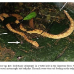 Una especie de culebra del género Tropidophis, nueva para la ciencia, en la revista científica Novitates Caribaea