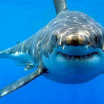 La disminución de ataques de tiburones puede deberse a que hay menos