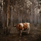 Chile, incendios forestales causan más de 26 muertes