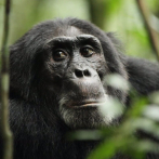 Los chimpancés buscan plantas medicinales cuando están enfermos