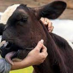 Cancelan el Día de Abrazar Vacas en la India que iba a celebrarse el 14 de febrero