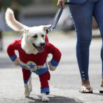 Perros disfrazados toman el control en la fiesta callejera del Carnaval de Río