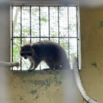 Atrapan mapache sano, salvo y sin pedir recompensa en Los Guarícanos