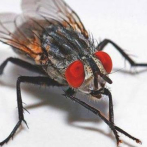 Estudian en Ecuador la capacidad de una mosca para biotransformar residuos