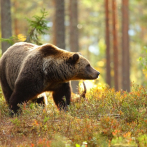 Un estudio realizado sobre osos pardos arroja luz en la prevención de la arteriosclerosis en humanos
