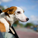 Proyecto de ley en EEUU busca que perros no saquen la cabeza en vehículos