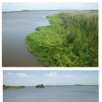 Laguna Saladilla: destrucción de manglares pone en riesgo la sostenibilidad ambiental y la soberanía