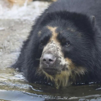 Ben, el oso que se ha escapado dos veces de un zoológico estadounidense este mes