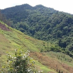Que llueva menos en los trópicos se asocia con la deforestación