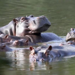 Planean enviar hipopótamos de Pablo Escobar a India y México