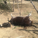 Hombre es acusado de envenenar a 12 burros en Santiago Rodríguez