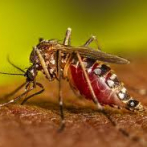 Chikungunya: Paraguay reporta 33 muertes y 11,650 casos nuevos