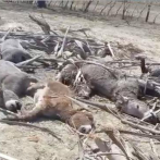 Hombre envenena a 12 burros en finca de Santiago Rodríguez