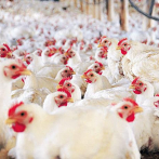 OMS: Todas las variantes de gripe aviar tienen cierto potencial pandémico