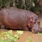 Colombia quiere enviar hipopótamos invasivos a India y México