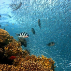 EEUU anuncia casi 6.000 millones para proteger océanos en conferencia en Panamá