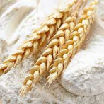 Brasil aprueba el cultivo, la importación y venta de trigo transgénico