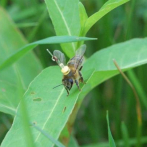 Las abejas siguen líneas en el paisaje, como los primeros aviadores