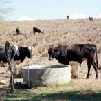 Adquieren unas 70 mil pacas para ganado ante el impacto de la sequía
