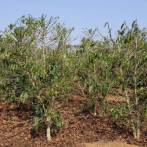 El cambio climático antropogénico amenaza el cultivo del café
