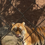Asociación mexicana envía 200 tigres para evitar extinción en la India