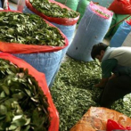 Bolivia busca de despenalización de la hoja de coca, materia prima de la cocaína