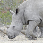 La salvación del rinoceronte blanco del norte está cada vez más cerca