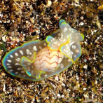 El diminuto caracol marino nominado al 