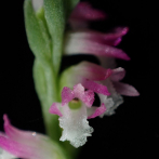 Descubren en Japón nueva especie de orquídea parecida al cristal