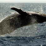 Santuario de Samaná, entre protección de las ballenas y turismo de masa