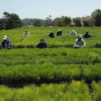 El Parlacen apoya que República Dominicana busque negociar con EE.UU. sobre el arroz