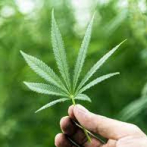 Misuri, el nuevo paraíso del cannabis en el Medio Oeste de EEUU