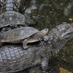 Algunas tortugas y cocodrilos pueden extinguirse en pocos años, según estudio