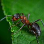Las hormigas se 