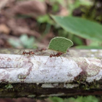 Las hormigas se apoderaron del mundo siguiendo a las plantas con flores