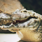 El cuerpo de un niño fue encontrado en las mandíbulas de un caimán en Florida