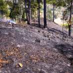 Denuncian fuegos forestales causan estragos en bosques